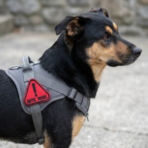 Bite Risk antsiuvas ant pilkų šuns petnešų